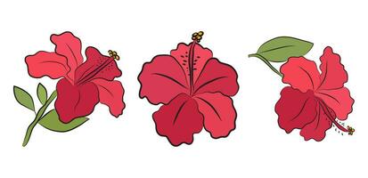 Hibiscus flowers are drawn with lines and painted in bright colors. Set of isolated large open flower buds. For invitations and valentines vector