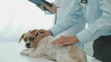 medicine, pet care and people concept - close up of dachshund dog and veterinarian doctor with clipboard taking notes at vet clinic video