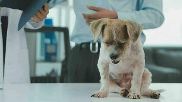 geneesmiddel, huisdier zorg en mensen concept - dichtbij omhoog van teckel hond en dierenarts dokter met klembord nemen aantekeningen Bij dierenarts kliniek video
