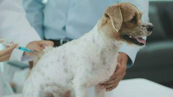 medicamento, animal Cuidado e pessoas conceito - fechar acima do dachshund cachorro e veterinário médico com prancheta levando notas às veterinario clínica video