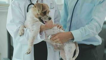 medicamento, animal Cuidado e pessoas conceito - fechar acima do dachshund cachorro e veterinário médico com prancheta levando notas às veterinario clínica video