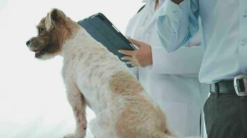 medicine, pet care and people concept - close up of dachshund dog and veterinarian doctor with clipboard taking notes at vet clinic video