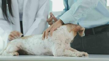 geneesmiddel, huisdier zorg en mensen concept - dichtbij omhoog van teckel hond en dierenarts dokter met klembord nemen aantekeningen Bij dierenarts kliniek video