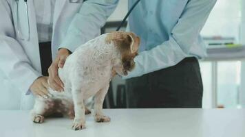 medicine, pet care and people concept - close up of dachshund dog and veterinarian doctor with clipboard taking notes at vet clinic video