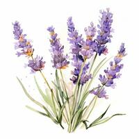 lavender flower water color on white background photo