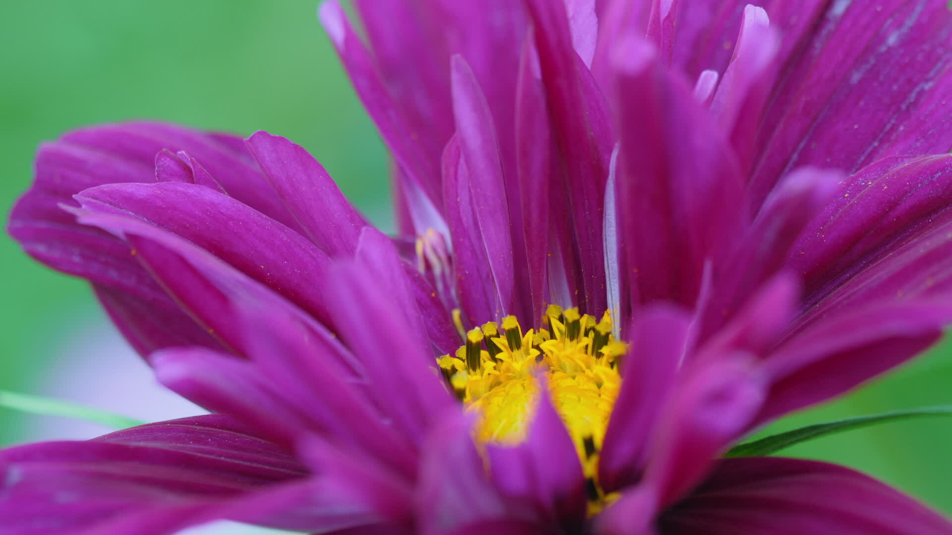 Pink Kosmeya Flower Season In Summer Plant Of Kosmeya Cosmos 28077233 pink-kosmeya-flower-season-in-summer-plant-of-kosmeya-cosmos-28077233
