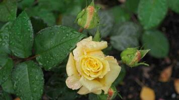 amarillo Rosa arbusto después lluvia en el jardín. flor después riego video