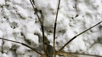 Insect family Tipulidae Crane fly, or Mosquito hawks or daddy longlegs. Close up insect, macro video