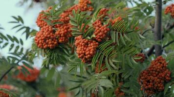 Bunch of red rowan berries in the wind video