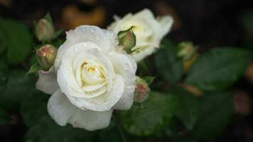 wit rozen in de tuin met regendruppels of dauw druppels. zomer en bloemen concept video