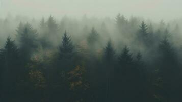 Generative AI, Misty autumn fir forest beautiful landscape in hipster vintage retro style, foggy mountains and trees. photo