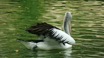 undans oder Pelikane sind Wasser Vögel Das haben ein Beutel unter ihr Schnabel. es ist wissenschaftlich Name ist Pelecanus Onokrotalus. sehr schön mit Weiß Farbe. einer von das Beliebt Tiere im Ragunan. video