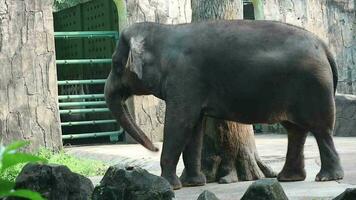 This is video of Sumatran elephant Elephas maximus sumatranus in the Wildlife Park or Zoo in Ragunan, Jakarta.