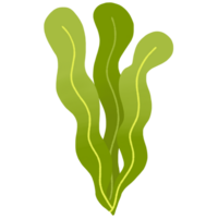 cute sea grass png