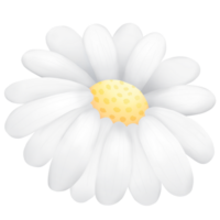 Illustration of white chamomile flowers png