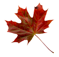 Red Maple Leaf Isolated,Element for Spring and Summer seasonal themed nature concept,Can use for Icon of Autumn or fall Season png