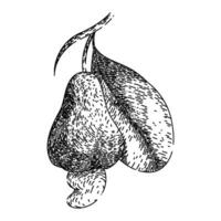 snack cashew nut sketch hand drawn vector