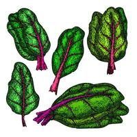 chard set sketch hand drawn vector