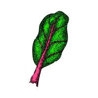 fresh chard sketch hand drawn vector