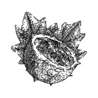 sweet kiwano sketch hand drawn vector