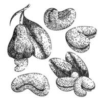 cashew nut set sketch hand drawn vector