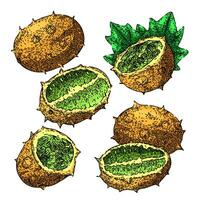 kiwano set sketch hand drawn vector