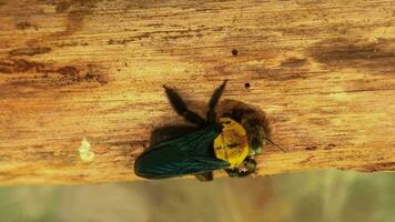 Carpenter bee drilling holes in timber for living video