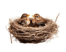 Vogel Nest mit zwei Baby Vögel isoliert auf transparent Hintergrund. png Datei, Schnitt aus. ai generiert