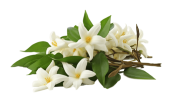 Jasmine with vanilla flower isolated on transparent background. PNG file, cut out. AI Generated