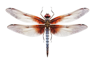 Dragonfly insect bug isolated on transparent background. PNG file, cut out. AI Generated