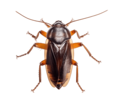 Cockroach isolated on transparent background. PNG file, cut out. AI Generated