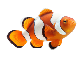 Clownfish isolated on transparent background. PNG file, cut out. AI Generated