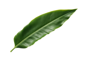 Banana leaf isolated on transparent background. PNG file, cut out. AI Generated