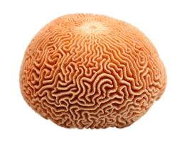 Brain coral isolated on transparent background. PNG file, cut out. AI Generated
