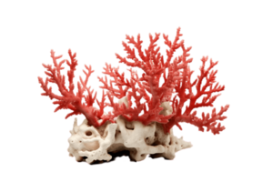 Branching corals isolated on transparent background. PNG file, cut out. AI Generated