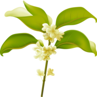 Hand-painted osmanthus tree png