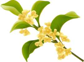 peinte à la main osmanthus arbre png