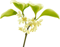 hand geschilderd osmanthus boom png