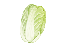 chinese cabbage watercolor illustration isolated element png