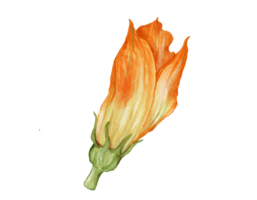 zucchini flower watercolor illustration isolated element png