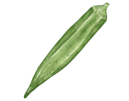 okra acuarela ilustración aislado elemento png