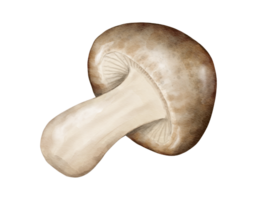 shiitake aquarelle illustration isolé élément png