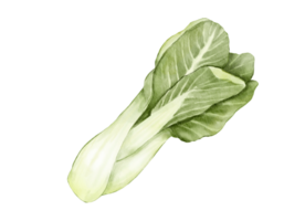 bok choy vattenfärg illustration isolerat element png