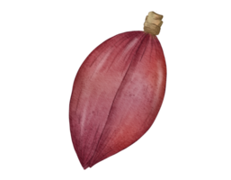 banana Flor tiro aguarela ilustração isolado elemento png