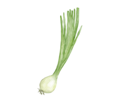 spring onion watercolor illustration isolated element png