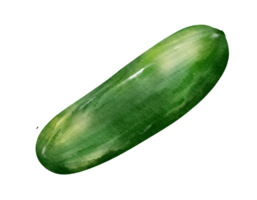 cucumber watercolor illustration isolated element png