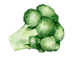 broccoli watercolor illustration isolated element png