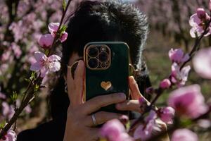 Young woman in peach field in spring taking photos