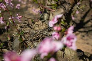 aves nido en un melocotón árbol foto