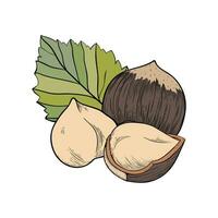 Hazelnut composition of several fruits and leaves. Label or icon for label, packaging vector